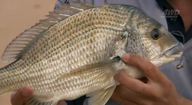 VIDEO: Beach fishing with bait